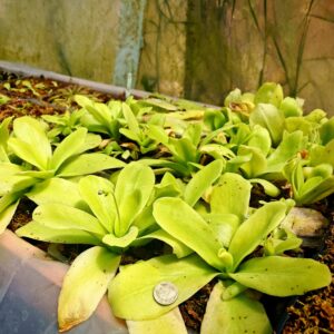 Pinguicula gigantea