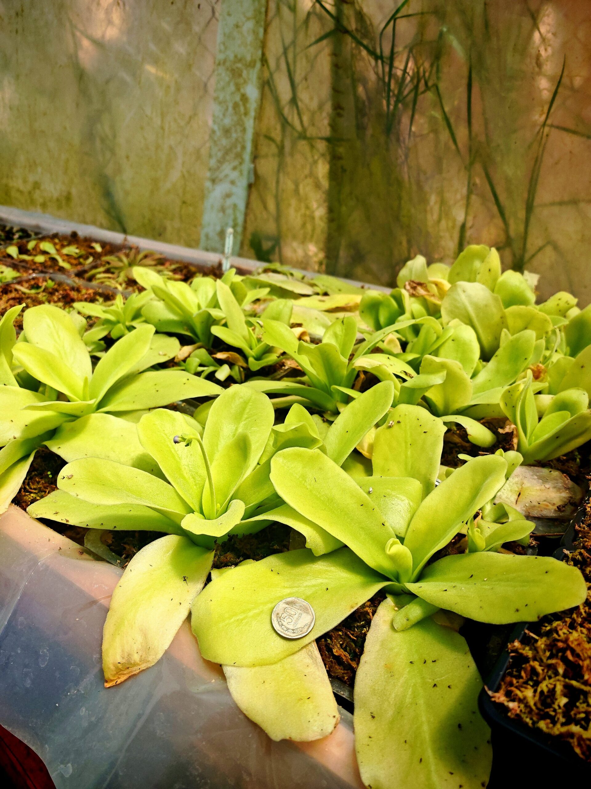 Pinguicula gigantea