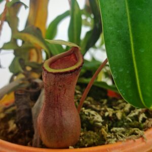 Nepenthes ventricosa "madja"