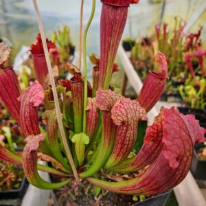 Sarracenia "Fiona"
