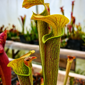 Sarracenia rubra subsp. wherryi {Scambia Co., Alabama, USA}