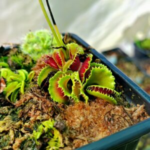 Dionaea muscipula kim jon un