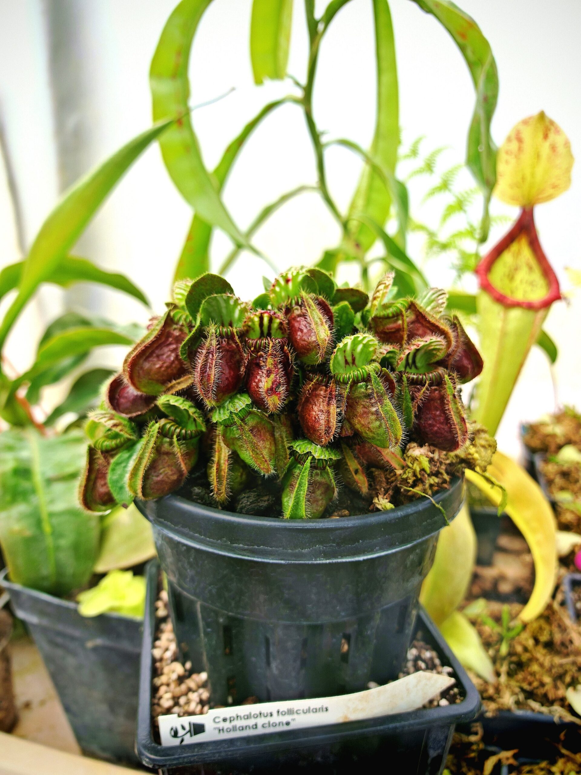 Cephalotus follicularis "Holland clone"