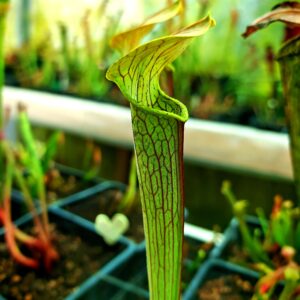 Sarracenia rubra ssp. wherryi "large form( Wavy lidded, Alabama, USA)