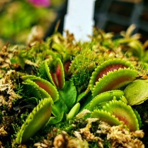 Dionaea muscipula square teeth