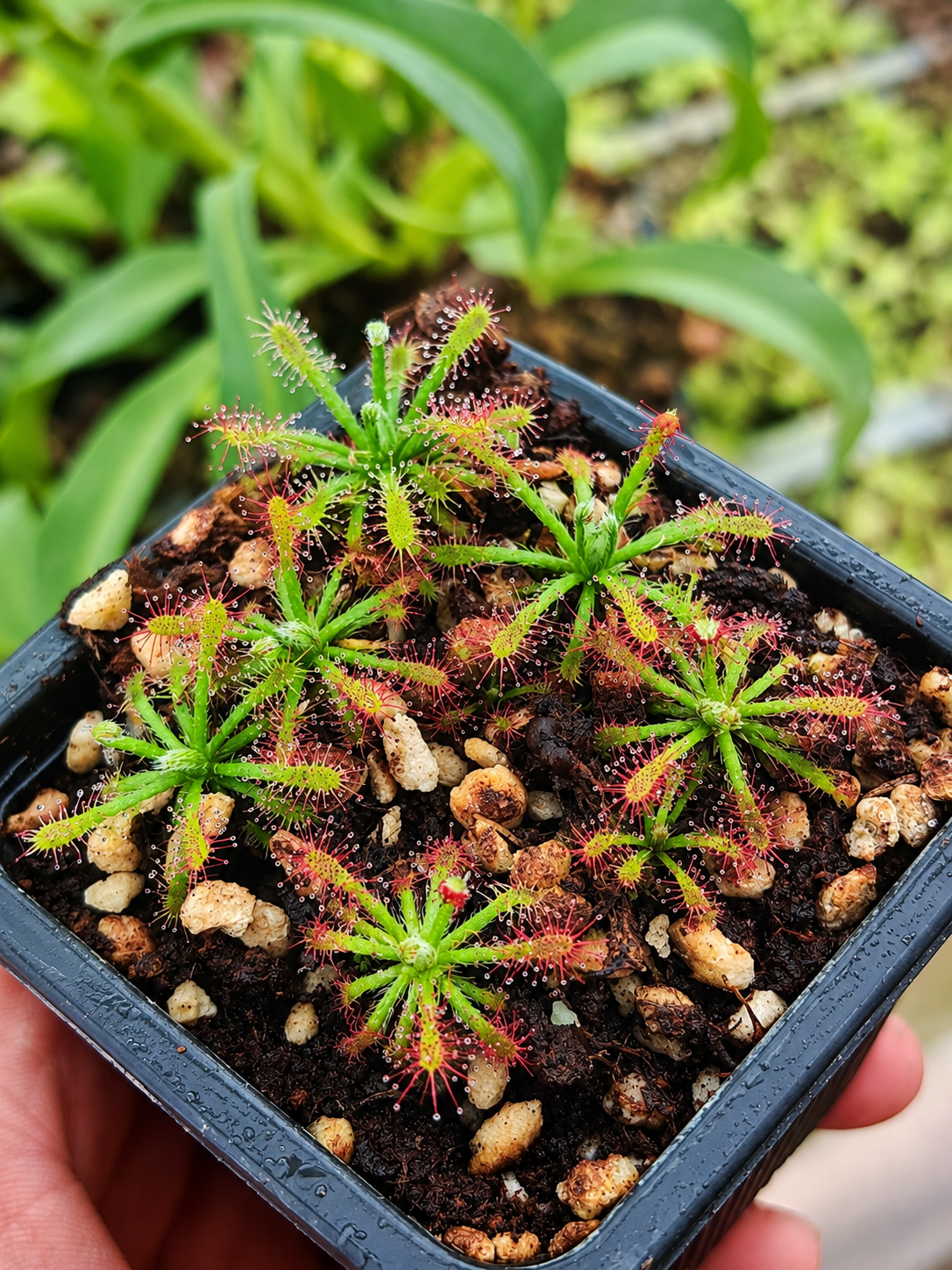 Drosera caledonica