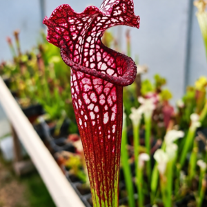 Sarracenia "Royal red"