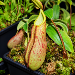 Nepenthes sanguínea SG