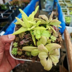 Mix de 20 Pinguiculas