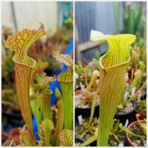 Sarracenia (Stevensii x Moorei) x alata var. rubrioperculata MK A21