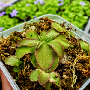 Pinguicula gigantea x seductora