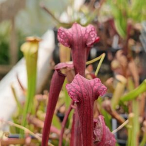Sarracenia Moorei red Amarath x  Princess