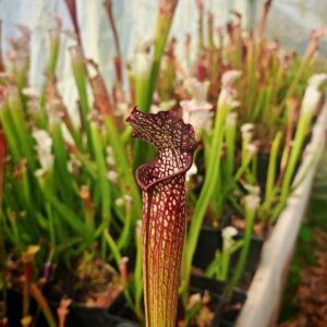 Sarracenia night sky