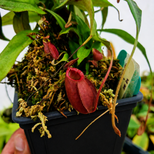 Nepenthes Vik Amp Spot x vik x(Amp BM)