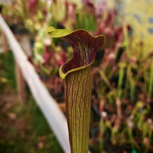 Sarracenia Alata var. rubrioperculata MK A56