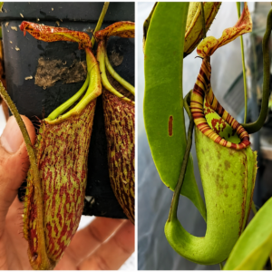 Nepenthes maxima(i) x miranda